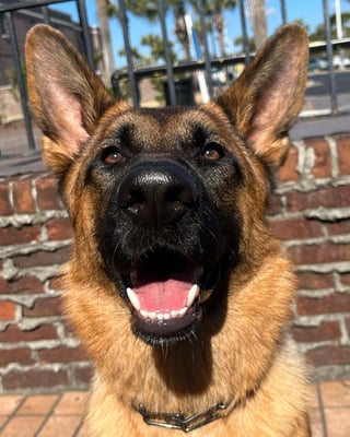 Kaia