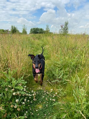 Pongo