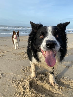 Bailey and Rosa