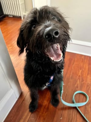 Angus