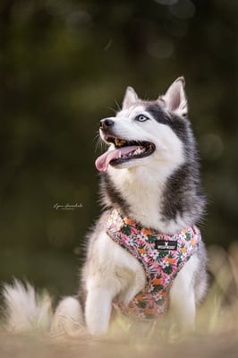 @pomsky.akyra