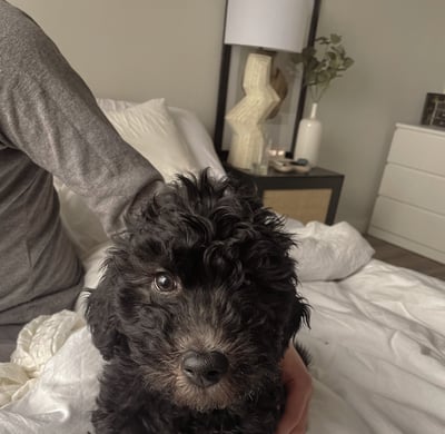 Milo