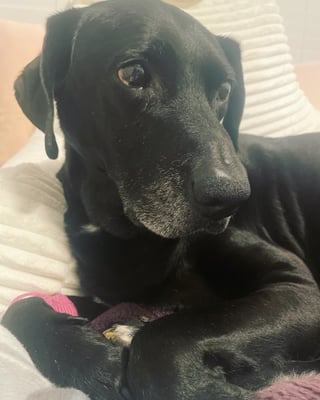 Rex