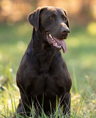 Yogi