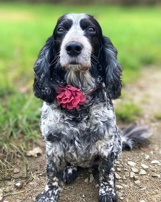 Ruby