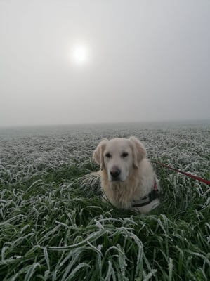 Luca