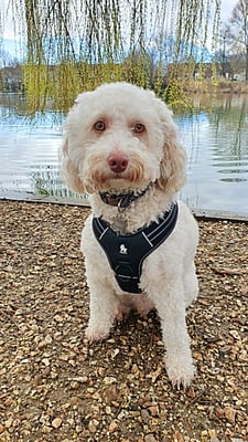 Hector