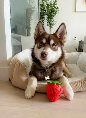 Rolo