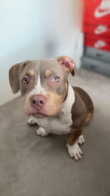 Darla