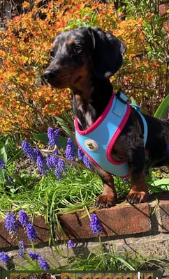 Missy~blue