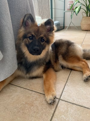 Oscar