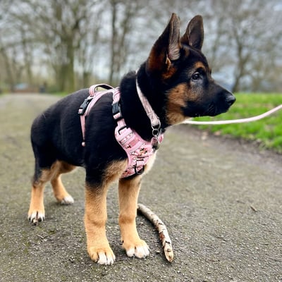 Ayda