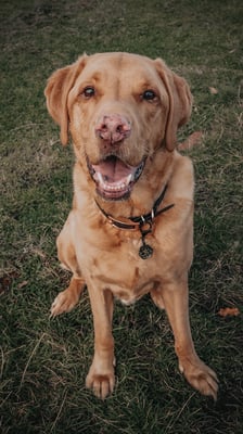 Rowdy & Copper