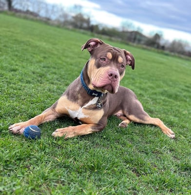 Ransom the handsome