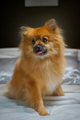 Puffy
