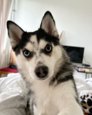 Chula