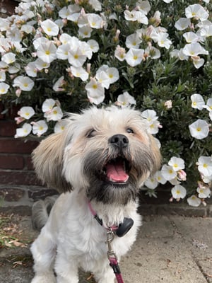 Ollie