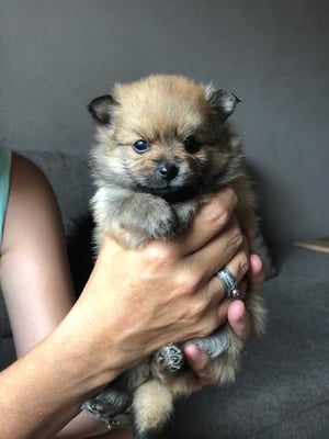 Eevee & Loki +2