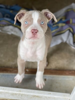 Athena