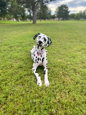 Chocolate Chip