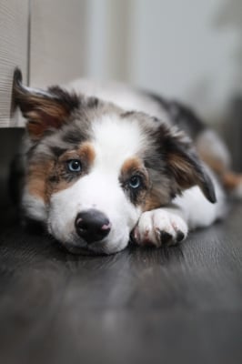 Milo
