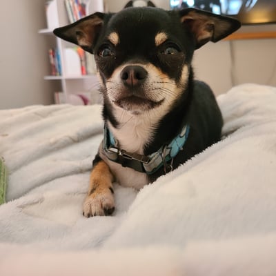 Dobby