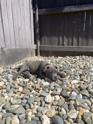 Capone