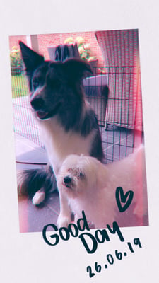 Gismo & Smokey