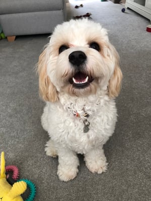 Lucy