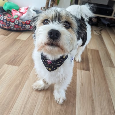 Basil