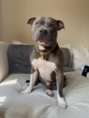 Diesel