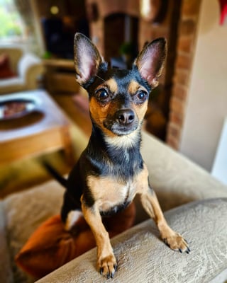 Bertie