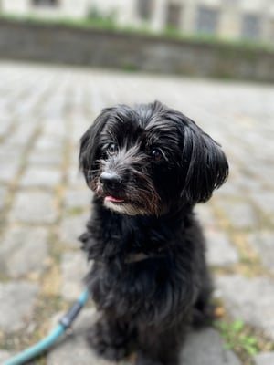 Bella