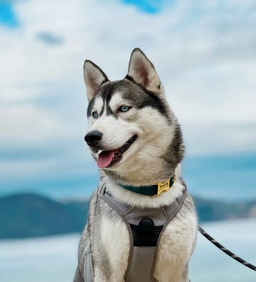 Nala
