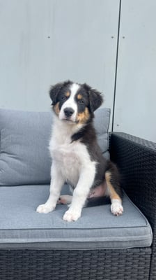 Zuko