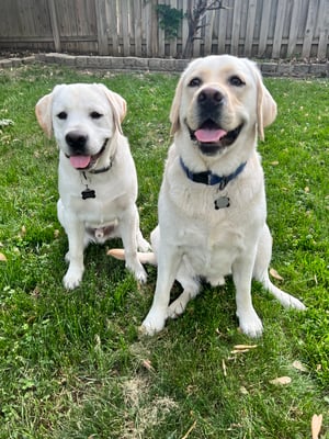 Mr. Chubbs & Diesel