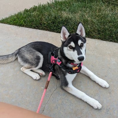 Kona