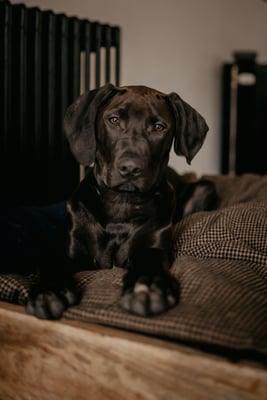 Boef