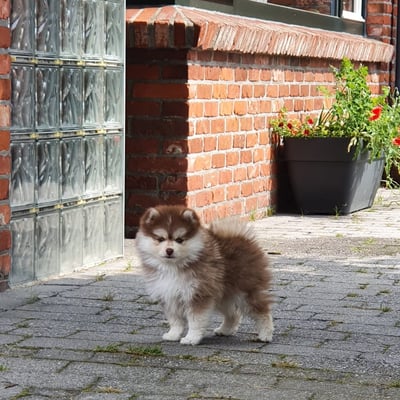 Mylo