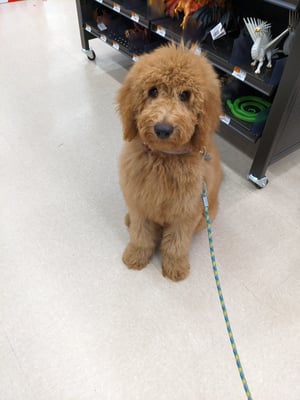 Chewie
