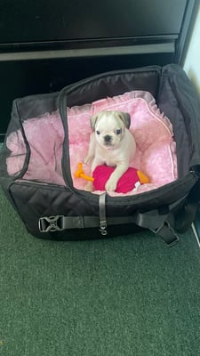 Penelope