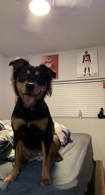 Louie