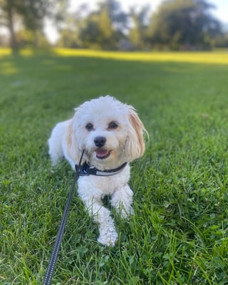 Zuni