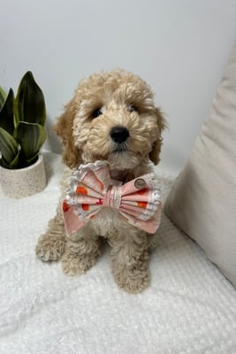 Maisy