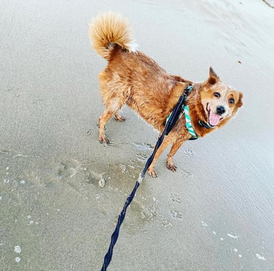 Pippin