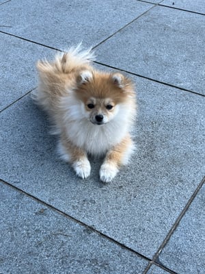 Bella