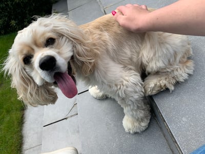Cooper