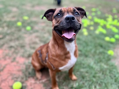 Lola