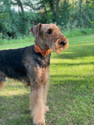 Archie