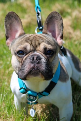 Hugo